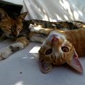 Mykonos Katzen (71)